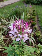 Mamang Besar flower or Cleome Spinosa is an ornamental plant that has benefits for treating rheumatism.