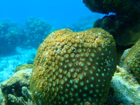 Great star coral or false knob coral, large-cupped boulder coral  (Montastraea cavernosa) undersea, Caribbean Sea, Cuba, Playa Cueva de los  peces Stock Photo | Adobe Stock