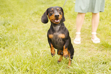 woman walks with the dog on a leash in on the park . dachshund near a woman's feet