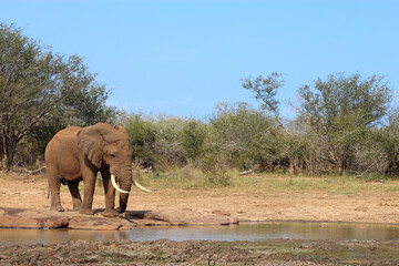Afrikanischer Elefant / African elephant / Loxodonta africana