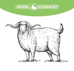 Fototapeta premium Angora goat with large saggy ears and long wool, animal husbandry, hand drawn illustration