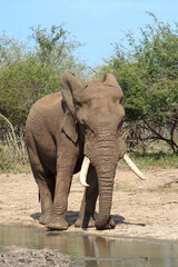 Fototapeta premium Afrikanischer Elefant / African elephant / Loxodonta africana