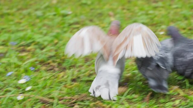 Closeup of brown pigeon walking on grass with other pigeons, tracking shot