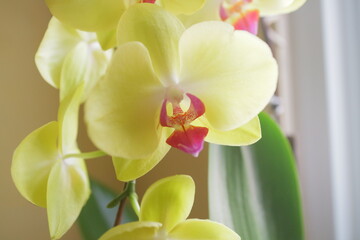 Beautiful orchid flowers in yellow and slightly purple in the light in front of the house window