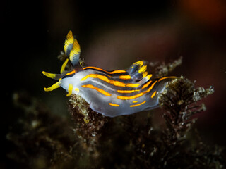 Polycera quadrilineata, is a sea slug, a species of dorid nudibranch. It is a marine gastropod...