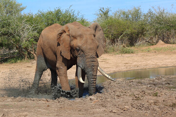 Fototapeta premium Afrikanischer Elefant / African elephant / Loxodonta africana