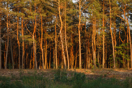 Pine forest is illuminated by yellow evening sun light.