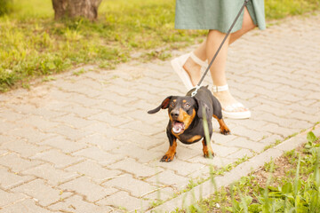 woman walks with the dog on a leash in the park . dachshund are barking near a woman's feet - obrazy, fototapety, plakaty