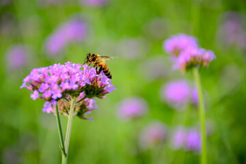 bee on a flower