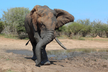 Afrikanischer Elefant / African elephant / Loxodonta africana