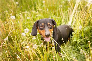 portrait of a cute dachshund dog in a field of dandelions