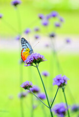 butterfly on flower