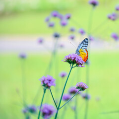 butterfly on a flower
