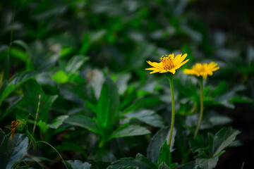 yellow flower