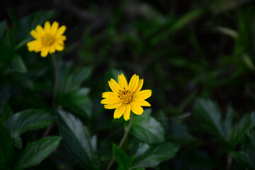 yellow dandelion flower