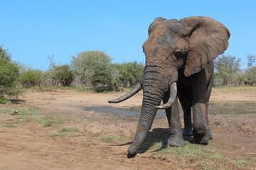 Fototapeta premium Afrikanischer Elefant / African elephant / Loxodonta africana