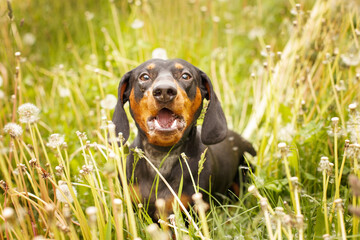 portrait of a dachshund in a field of dandelions. dog barking