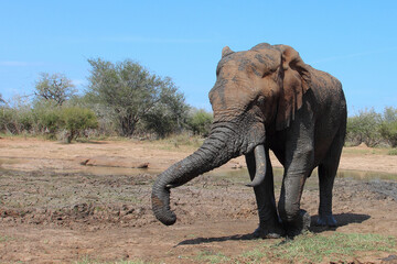 Afrikanischer Elefant / African elephant / Loxodonta africana