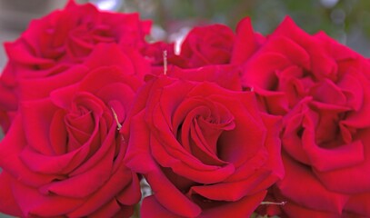 Red roses. Bokeh. Postcard.