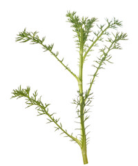 Fototapeta premium Chamomile plant