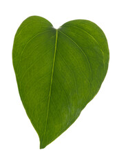 Obraz premium Pothos leaf