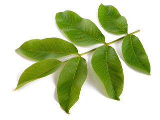 Fototapeta na wymiar Walnut branch with leaves