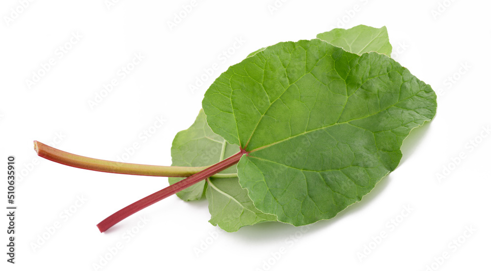 Wall mural Fresh Rhubarb leaves