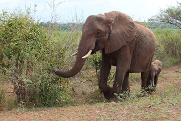 Obraz premium Afrikanischer Elefant / African elephant / Loxodonta africana