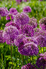 Fototapeta premium Giant Onion (Allium Giganteum) blooming. Field of Allium _ ornamental onion