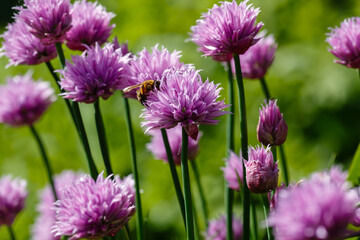 Fototapeta premium Bee on flowers of Skoroda Onion, Chives Bow, Schnitt Onion, Chives, Onion Cutter
