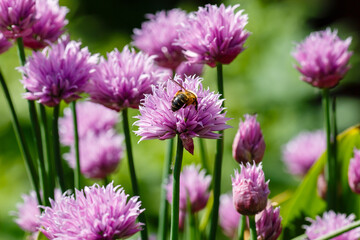 Bee on flowers of Skoroda Onion, Chives Bow, Schnitt Onion, Chives, Onion Cutter