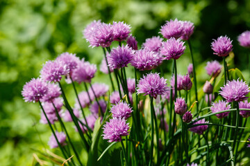 Flowers, Onions, Skoroda Onion, Chives Bow, Schnitt Onion, Chives, Onion Cutter
