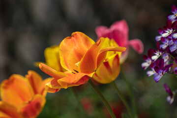 初夏の日差しが透き通るチューリップ