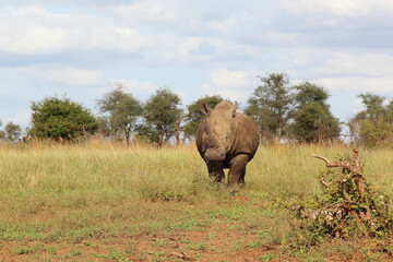 Naklejka premium Breitmaulnashorn / Square-lipped rhinoceros / Ceratotherium simum
