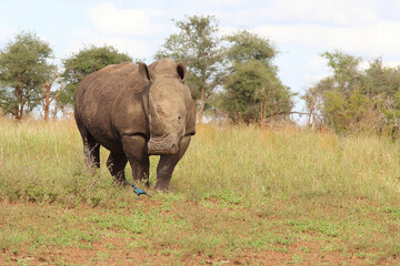 Naklejka premium Breitmaulnashorn und Riesenglanzstar / Square-lipped rhinoceros and Burchell's starling / Ceratotherium simum et Lamprotornis australis