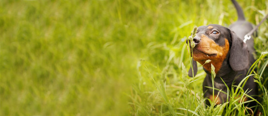 portrait of a cute dachshund dog in a field of dandelions. banner