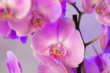 Primer plano de flor de Orquídea en tonos rosas y morados. 