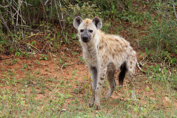 Tüpfelhyäne / Spotted hyaena / Crocuta crocuta...