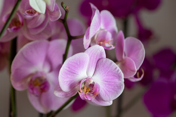 Naklejka na ściany i meble Primer plano de una Orquídea de tonos rosas y morados. Planta de orquídea plano macro. 