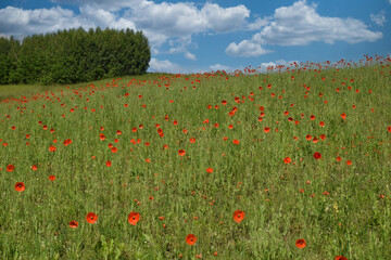 Blooming poppies in the meadow.