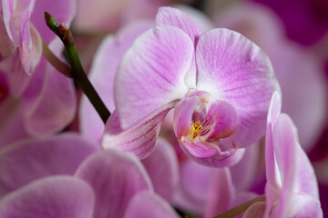 Fototapeta na wymiar Primer plano de una Orquídea de tonos rosas y morados. Planta de orquídea plano macro. 