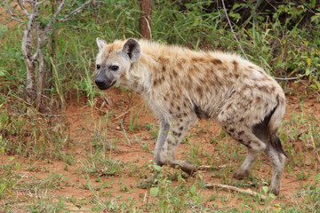 Tüpfelhyäne / Spotted hyaena / Crocuta crocuta....