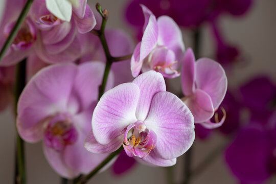 Primer plano de una Orqu&iacute;dea de tonos rosas y morados. Planta de orqu&iacute;dea plano macro. 