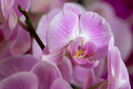 Primer plano de una Orqu&iacute;dea de tonos rosas y morados. Planta de orqu&iacute;dea plano macro. 