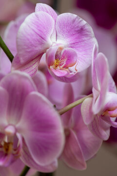Primer plano de una Orqu&iacute;dea de tonos rosas y morados. Planta de orqu&iacute;dea plano macro. 