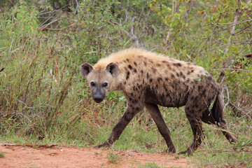 Tüpfelhyäne / Spotted hyaena / Crocuta crocuta...