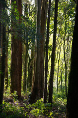 morning in the woods