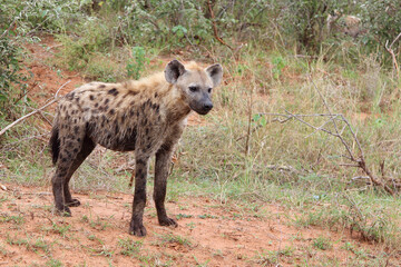 T&uuml;pfelhy&auml;ne / Spotted hyaena / Crocuta crocuta...