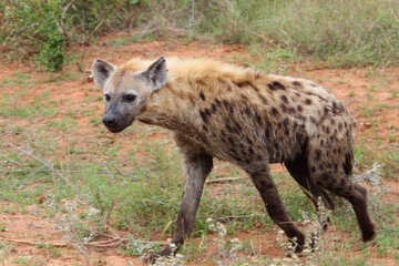 T&uuml;pfelhy&auml;ne / Spotted hyaena / Crocuta crocuta...
