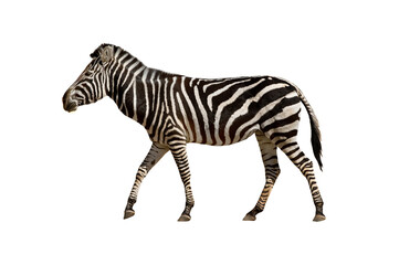Fototapeta na wymiar Zebra is coming isolated on white background